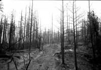 /album/slenderman/slenderman-sighting-3-slenderman5-jpg/